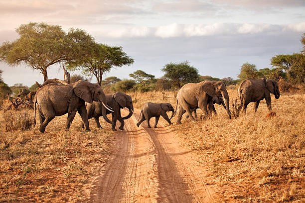 7 Days Tanzania Safari 