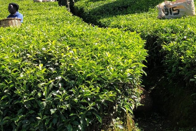 Farm Tours in Kenya with Lutea Africa Safaris