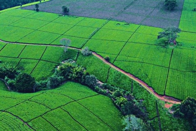 Farm Tours in Kenya with Lutea Africa Safaris