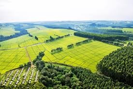 Farm Tours in Kenya with Lutea Africa Safaris