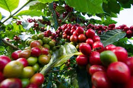 Farm Tours in Kenya with Lutea Africa Safaris