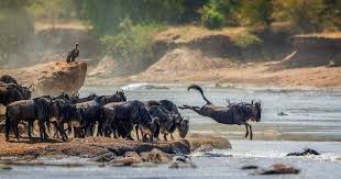 7 Days Tanzania Safari 