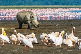 6 Days Wildebeest Migration Safari