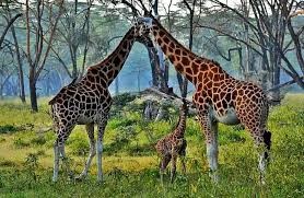 6 Days Wildebeest Migration Safari