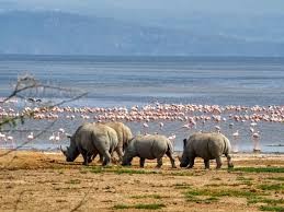 6 Days Wildebeest Migration Safari