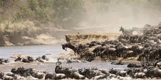 5 Days Wildebeest Migration