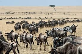 5 Days Wildebeest Migration