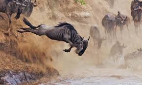 3 Days 2 Nights Wildebeest Migration Safari Maasai Mara Wildebeest Migration Safari