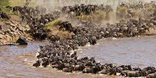 7 Days Wildebeest Migration Safari