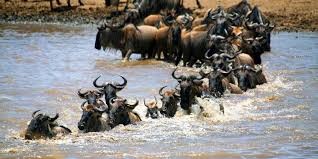 7 Days Wildebeest Migration Safari