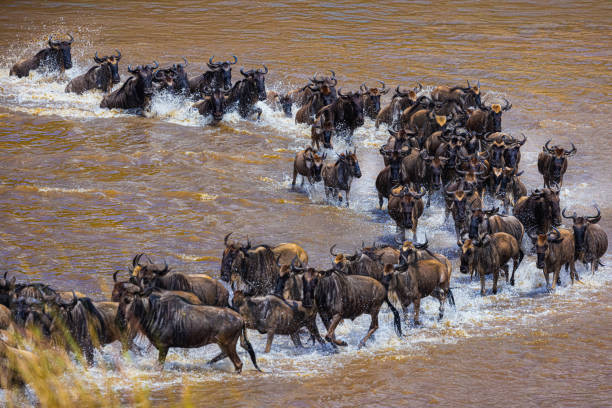 8 days wildebeest migration tour